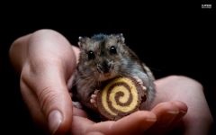 Canibalism între rozătoare, gerbili hamsteri canibalism șoareci șobolani iepuri cobai,