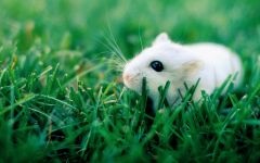 Canibalism între rozătoare, gerbili hamsteri canibalism șoareci șobolani iepuri cobai,