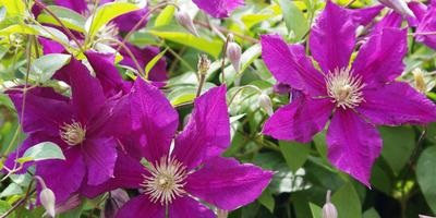 Clematis - soiuri, plantare, cultivare, îngrijire și reproducere