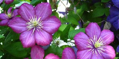 Clematis - soiuri, plantare, cultivare, îngrijire și reproducere