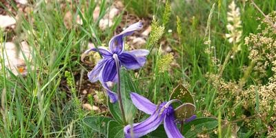 Clematis - soiuri, plantare, cultivare, îngrijire și reproducere