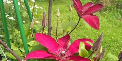 Clematis - soiuri, plantare, cultivare, îngrijire și reproducere