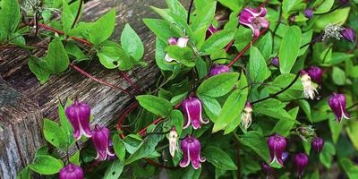 Clematis - soiuri, plantare, cultivare, îngrijire și reproducere