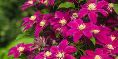 Clematis - soiuri, plantare, cultivare, îngrijire și reproducere