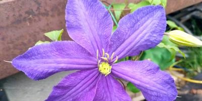 Clematis - soiuri, plantare, cultivare, îngrijire și reproducere