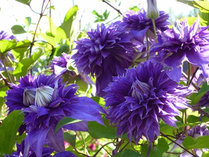 Clematis - soiuri, descriere cu fotografii, particularități de cultivare