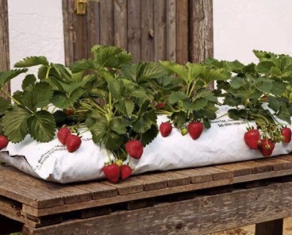 Căpșuni pe tehnologia pervazului de căpșuni în creștere - afaceri ușoare