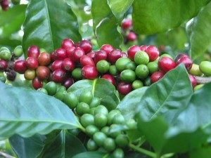 Arborele de cafea acasă, tehnici agricole în creștere