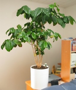 Arborele de cafea acasă, tehnici agricole în creștere