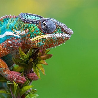 Colecție de fotografii și imagini ale naturii