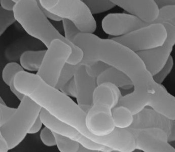 Concentrat de bifidobacterii lichide - kbzh - probiotic de preparare inovatoare