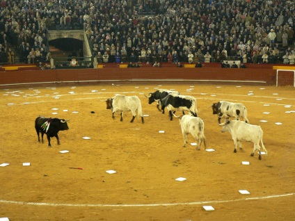 Lupte cu tauri în Spania - foto, Corrida spaniolă prin ochii privitorului