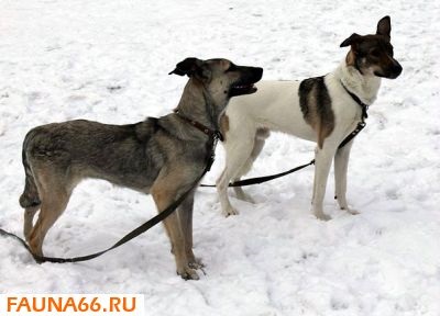 Критичні періоди розвитку собаки до року, загальні для всіх собак - стаття на порталі fauna66