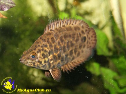 Ketopoma leopard (ctenopoma acutirostre)