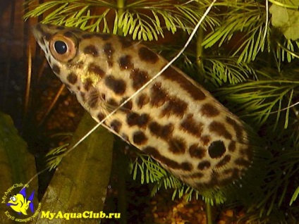 Ketopoma leopard (ctenopoma acutirostre)