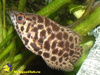 Ketopoma leopard (ctenopoma acutirostre)