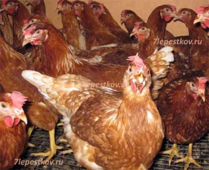 Kukareku, agrodacha șapte petale, conținutul de pui, coop pui pentru găini, rase de pui, puii de iarnă, puii de găină