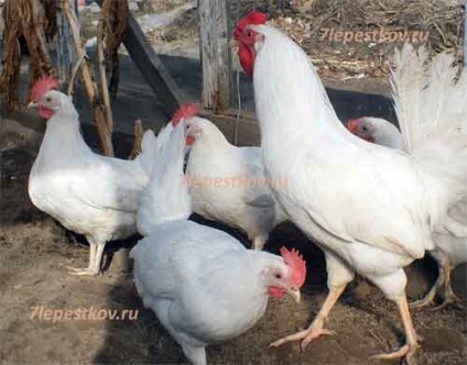 Kukareku, agrodacha șapte petale, conținutul de pui, coop pui pentru găini, rase de pui, puii de iarnă, puii de găină