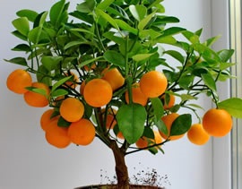 Kumquat, mi az?