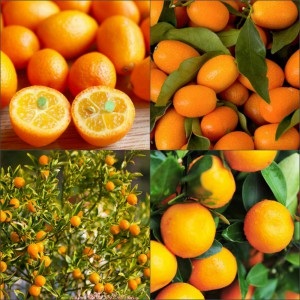 Kumquat proprietăți și specii utile, hrană și sănătate