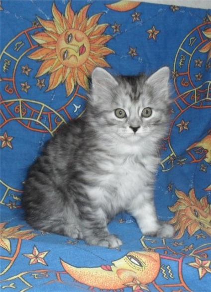 Kuril Bobtail este cel mai credincios câine al tuturor pisicilor - pisici și câini