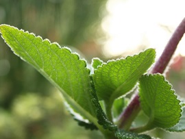 Becuri pentru răsaduri - iluminarea corectă a plantelor, a plantelor de iluminat și a acvariilor