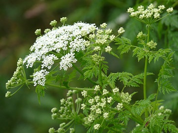 Vindecarea hepatitei, cartea de sănătate