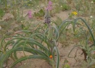 Leopoldia cultivarea, reproducerea, iernarea de perene nemanipulat