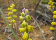 Leopoldia cultivarea, reproducerea, iernarea de perene nemanipulat