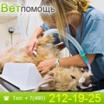 Îngrijire de vară pentru labe de câine, în St. Petersburg