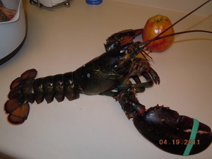 Lobster - rețetă frumos mare cu fotografii