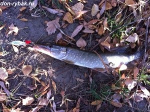 Ловля донський щуки восени, рибалка на дону