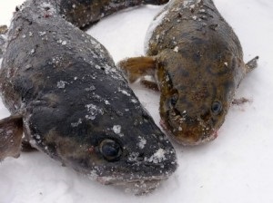 Elkapva a Yenisei-t