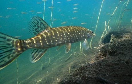Pike de pescuit pentru filare în iunie video, momeală, duze, caracteristici, în cazul în care pentru a prinde