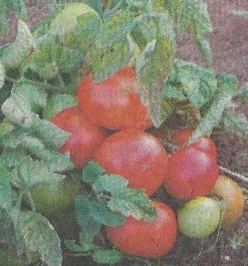 Cele mai bune tomate Kirov nemodificate pentru teren deschis - grădinile din Siberia