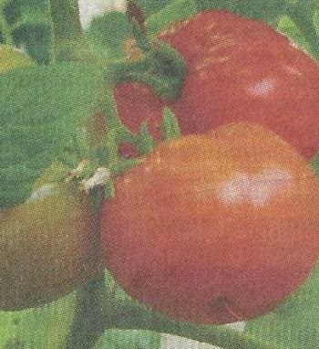 Cele mai bune tomate Kirov nemodificate pentru teren deschis - grădinile din Siberia