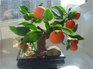 Mandarin copac de îngrijire la domiciliu fotografie cum să transplant, cum flori, teren pentru interior