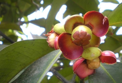 Mangosteen - bun și rău - să fie sănătoși