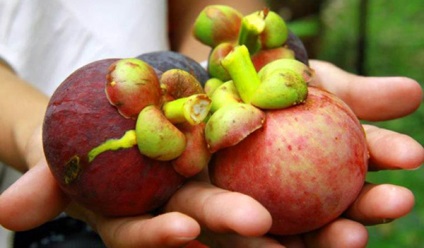 Mangosteen - un instrument pentru pierderea în greutate din Thailanda