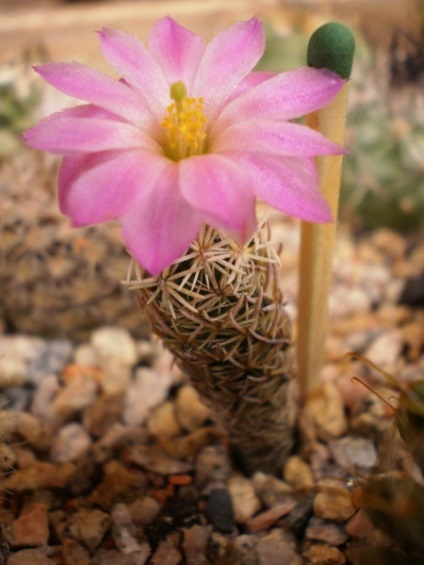 Minicactul genului eskobarium în natură și în cultură