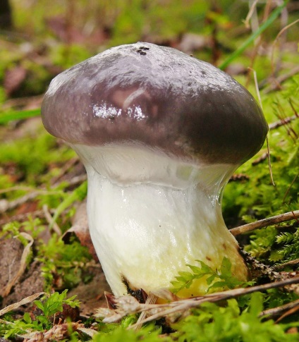 Mokruha molid foto, descriere și caracteristici ale acestei ciuperci