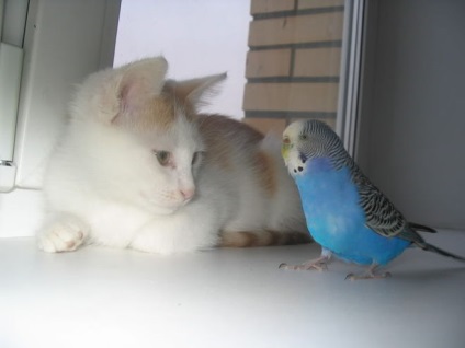 O pisică poate fi prietenă cu un papagal