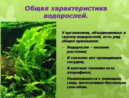 Toate plantele care trăiesc în apă pot fi menționate alge