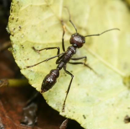 Ants ucigaș ficțiune sau adevăr