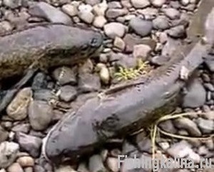 Burbot a Yenisei folyón