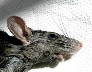 Atacuri de șobolani pe animale de companie, buletinul de deratizare de la Moscova