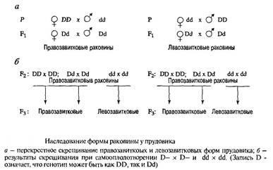 Наследствени навийте черупки мекотели - за разцепване атрибути в 3-то поколение!