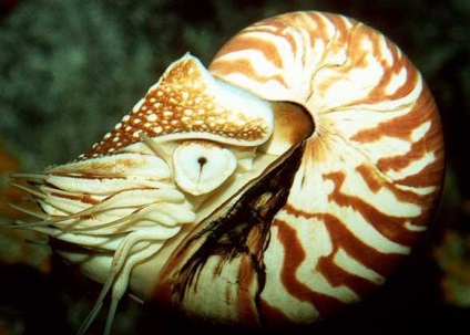 Nautilus - fosilă vie - târg de meșteșugari - manual, manual