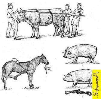 Manipularea animalelor de fermă și modalitățile de fixare a acestora