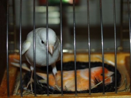 Probleme generale ale reproducerii canariene - enciclopedie a proprietarului unei păsări